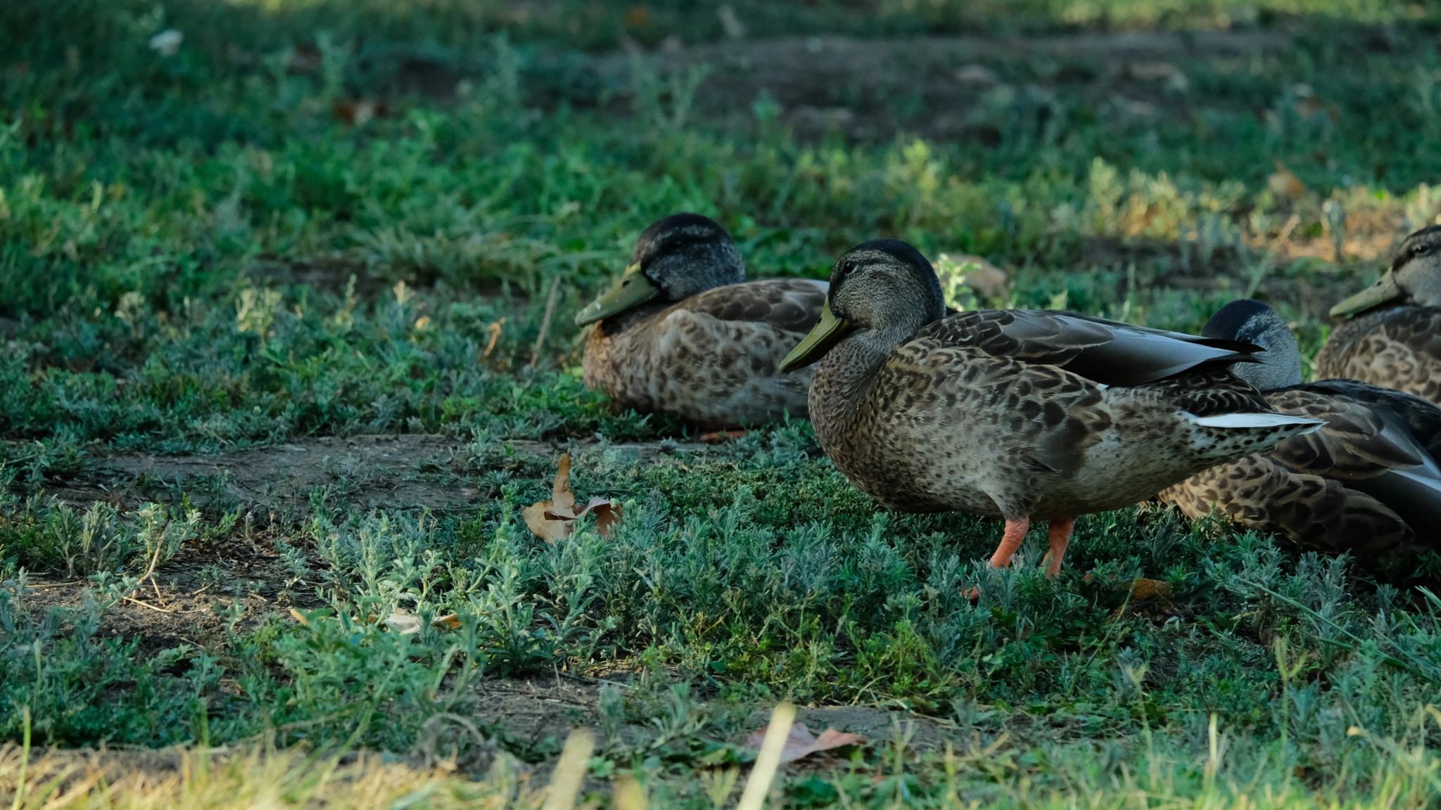 Ducks