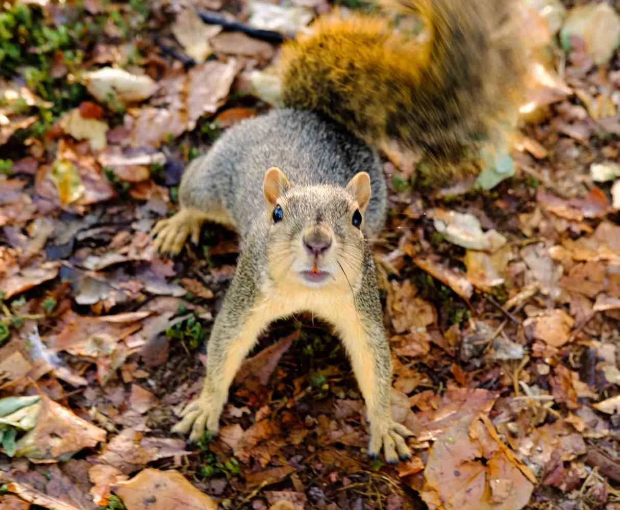 beautiful squirrel